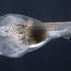 Image for article titled Bizarre eyeball transplant allows tadpoles to see out of their tails